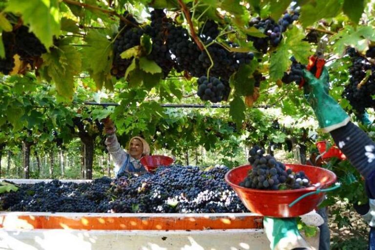 From grapes to wine the magic of vendemmia (grape harvest) in Abruzzo