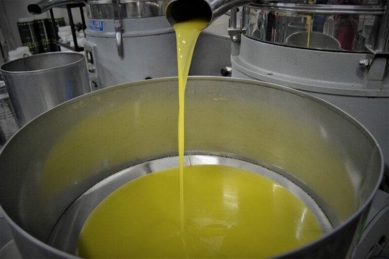 From olives to extravirgin olive oil, experience Olive Harvest in