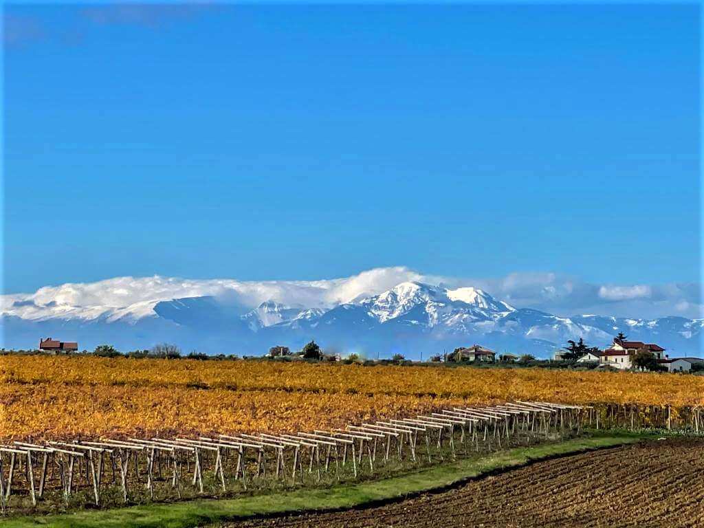 Let’s raise our glasses of the best Abruzzo wines